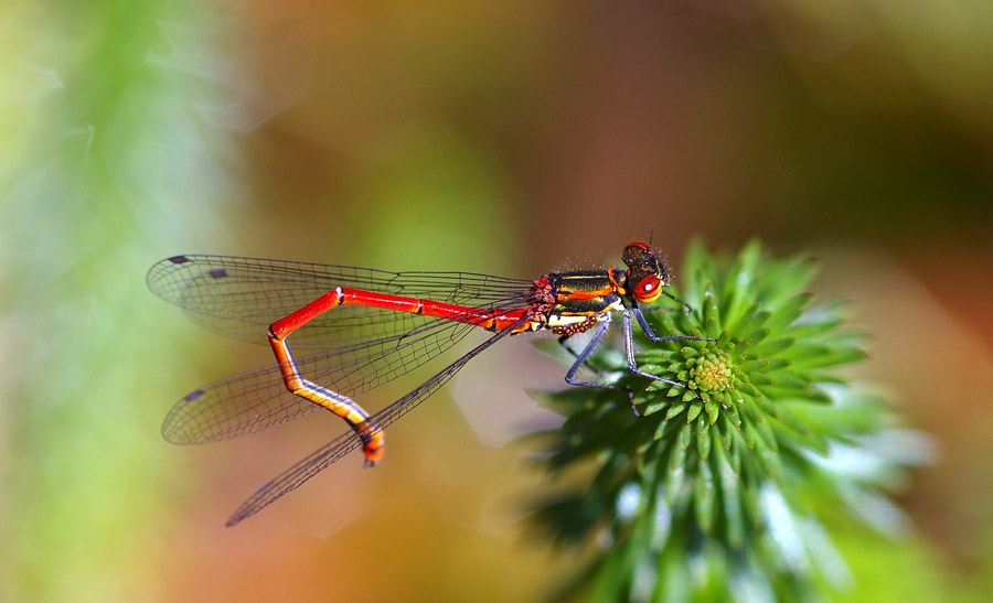 Red Dragonfly