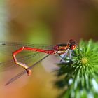 Red Dragonfly