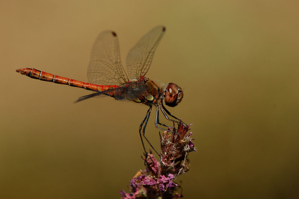 Red Dragonfly