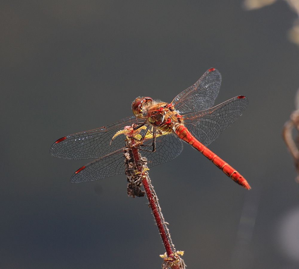 Red Dragonfly