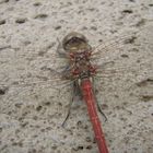 Red Dragonfly