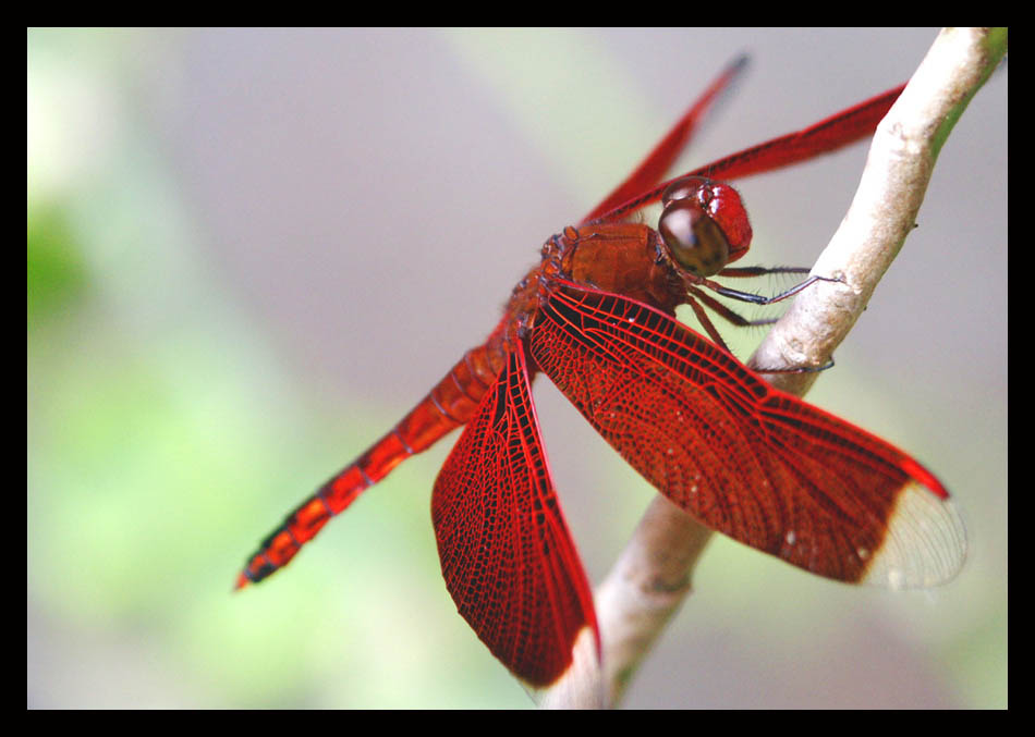 red dragonfly