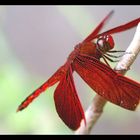 red dragonfly