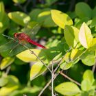 Red Dragonfly - anisoptera / komplementär