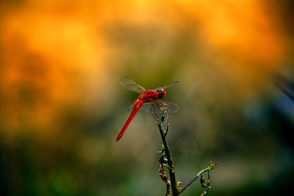 red dragonfly