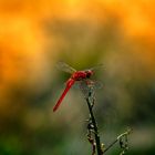 red dragonfly