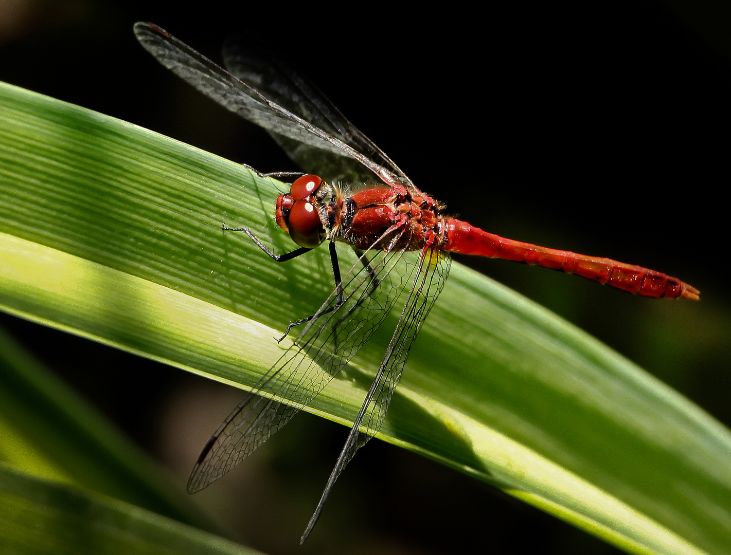 red dragonfly