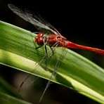 red dragonfly