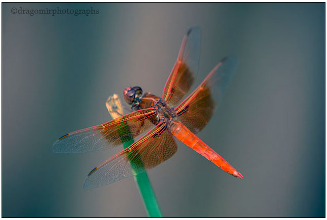 Red Dragonfly 
