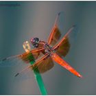 Red Dragonfly 