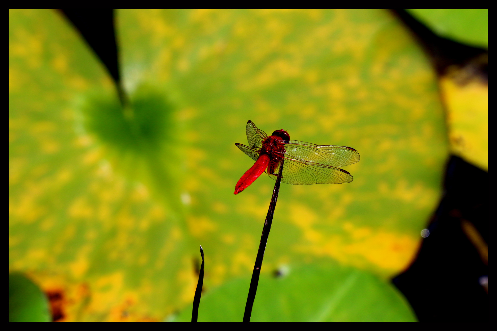 Red Dragonfly