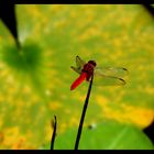 Red Dragonfly