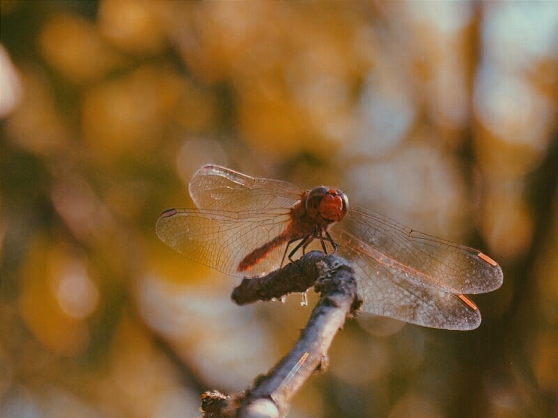 Red Dragonfly