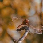 Red Dragonfly