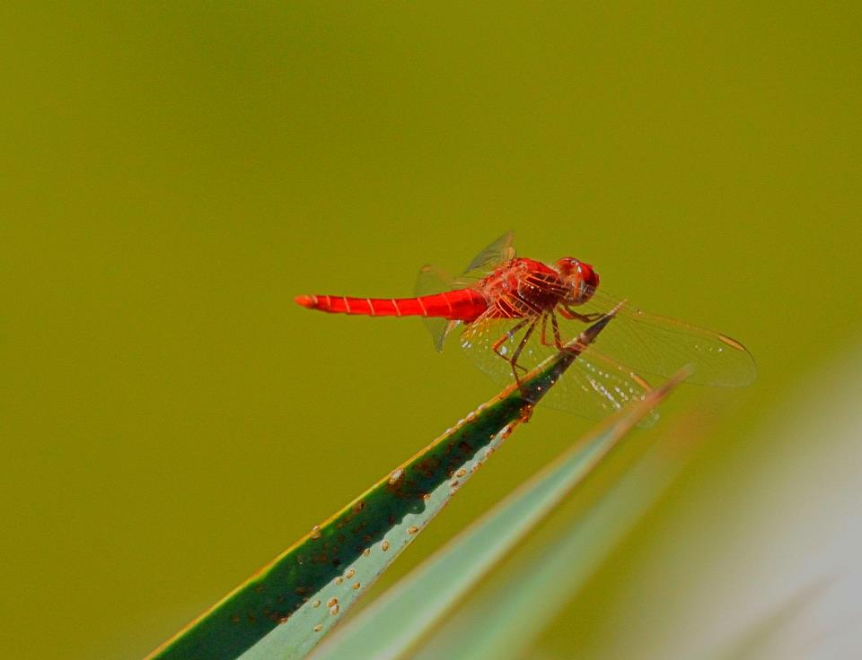 Red Dragonfly