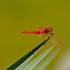 Red Dragonfly