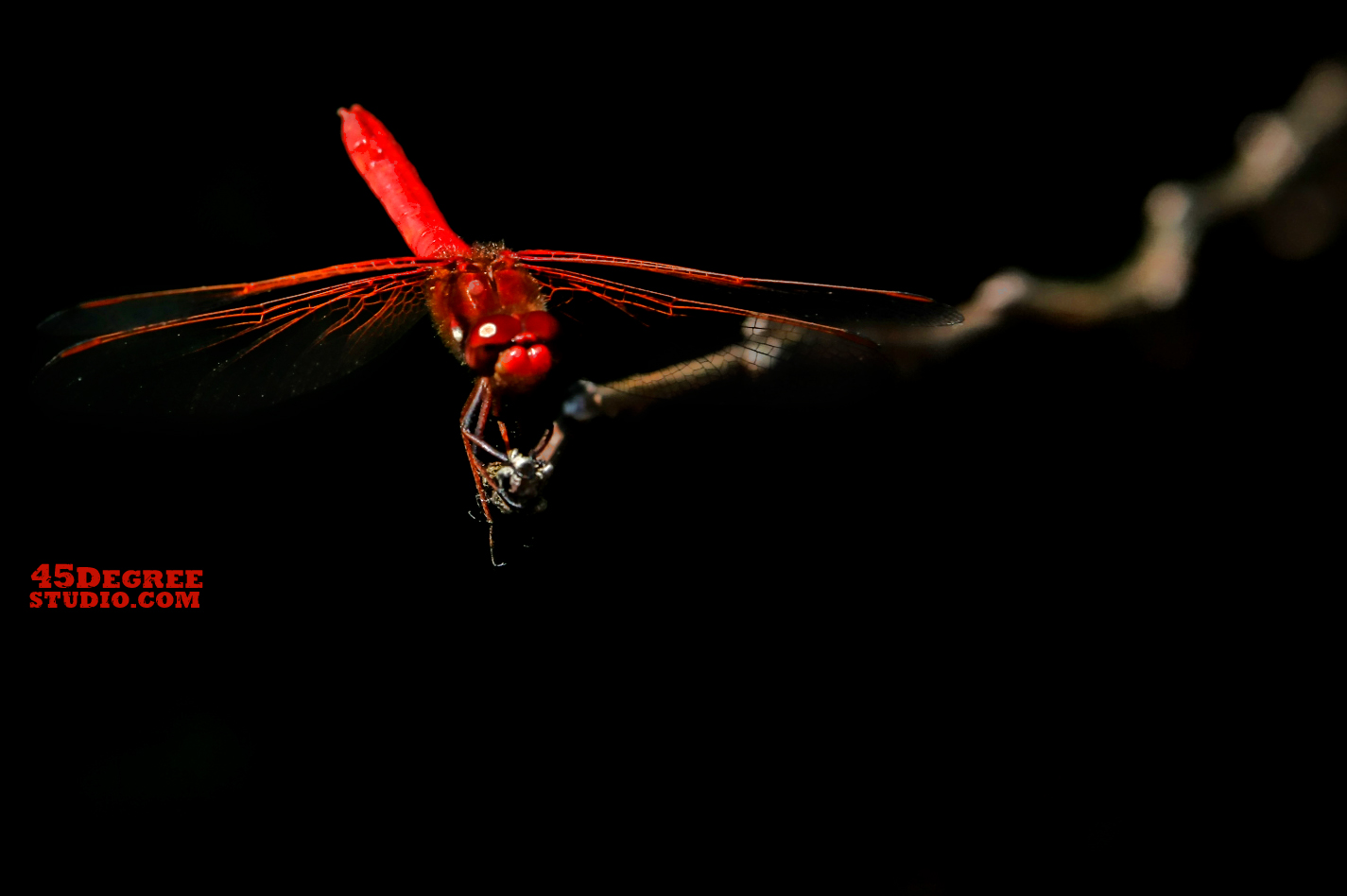 Red Dragonfly