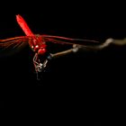 Red Dragonfly