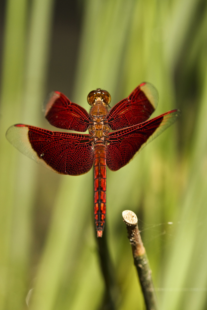 Red Dragonfly