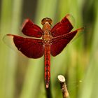 Red Dragonfly