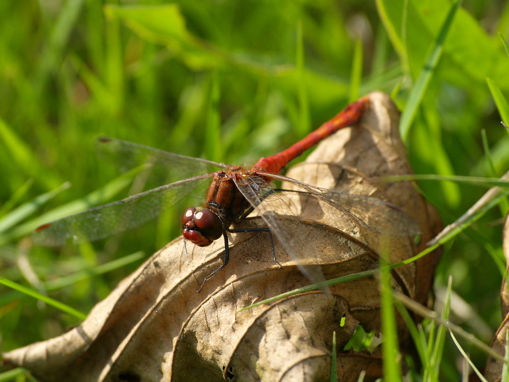 Red Dragonfly