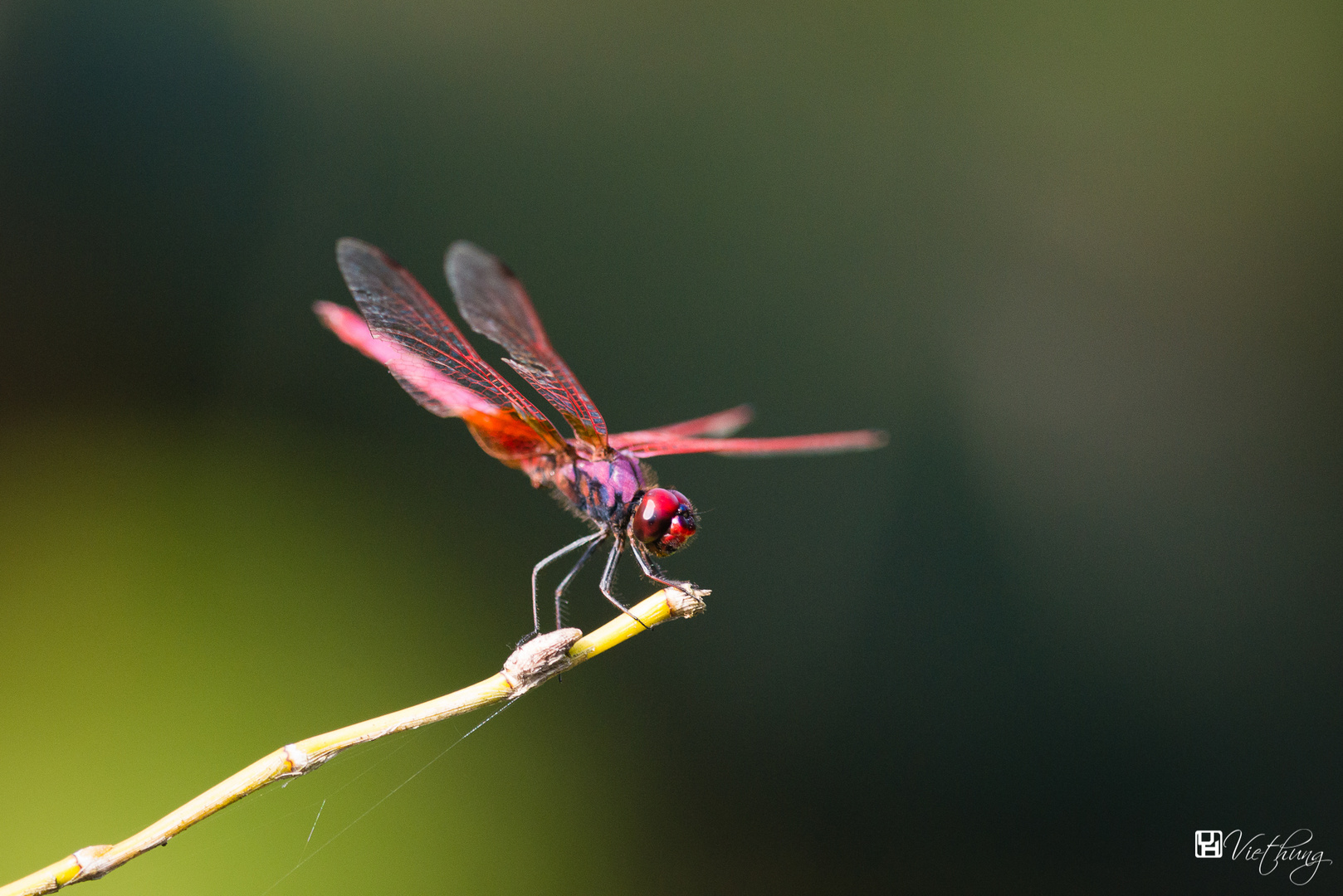 Red dragonfly