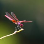 Red dragonfly