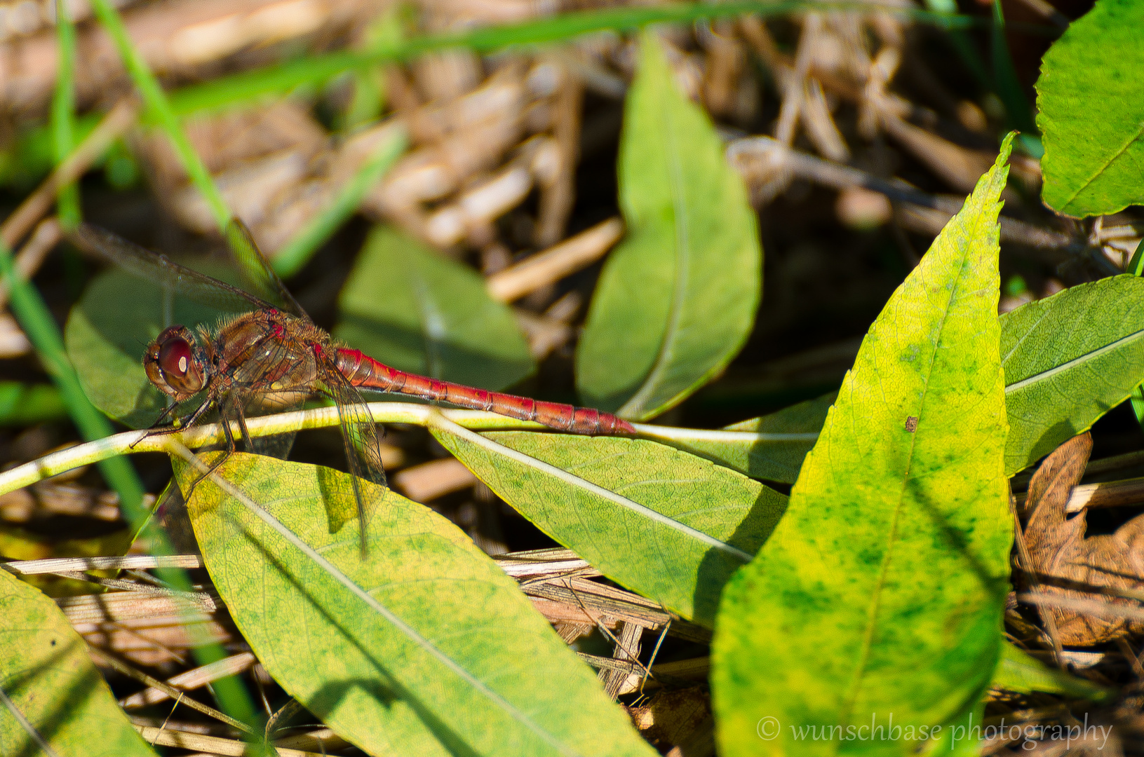 Red Dragonfly