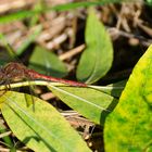 Red Dragonfly