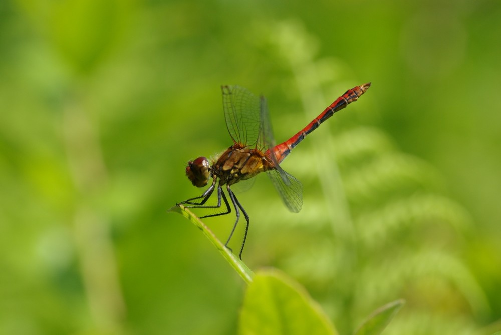 Red Dragonfly