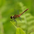 Red Dragonfly