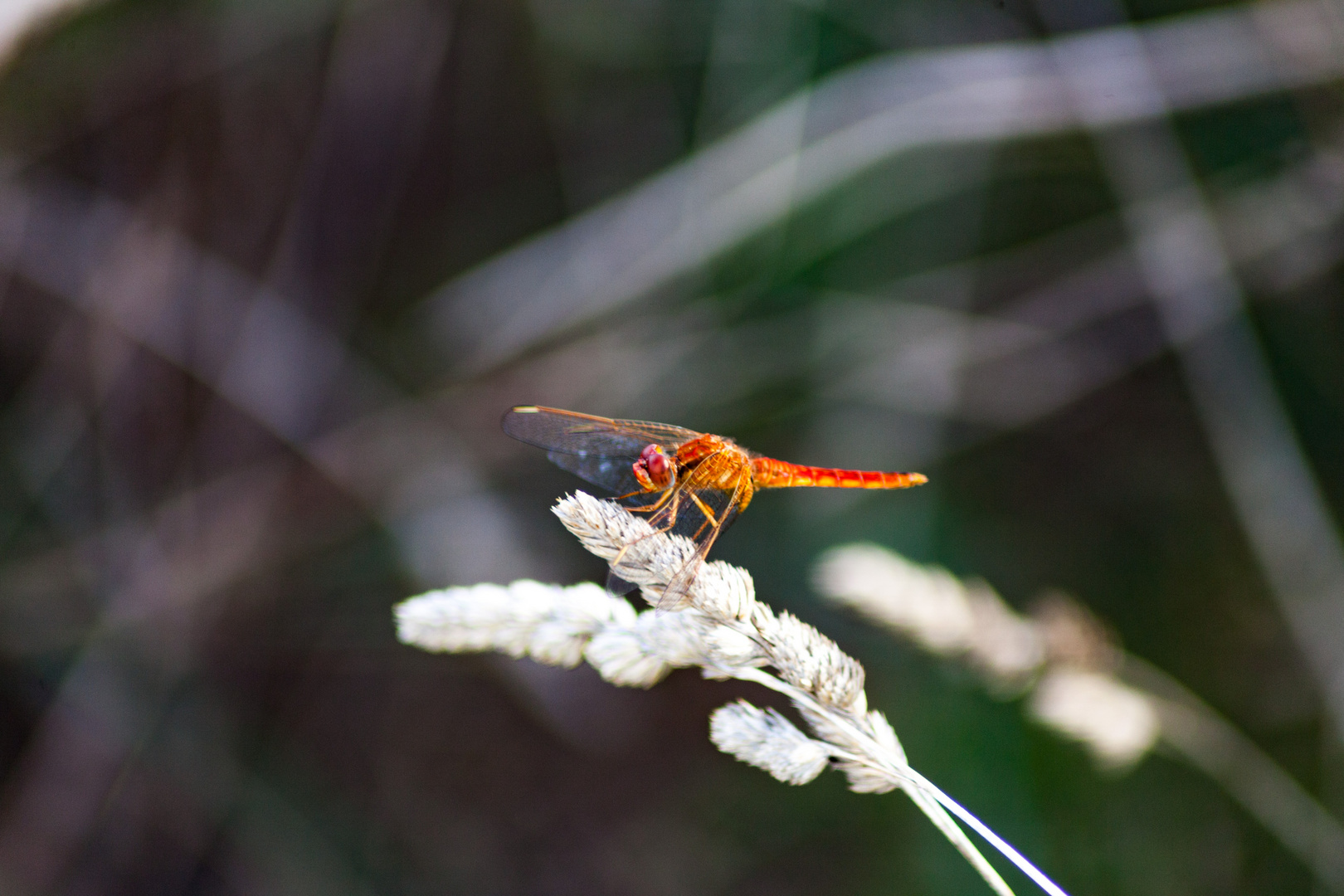 Red Dragonfly in Camargue