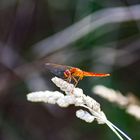 Red Dragonfly in Camargue