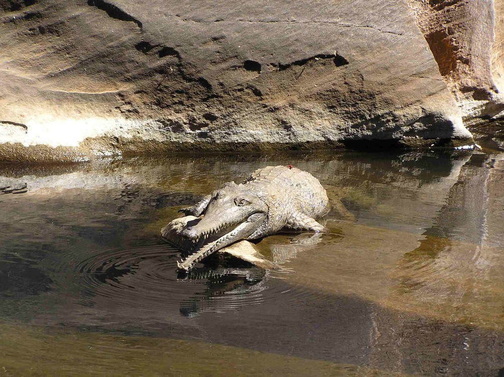 Red Dragonfly on Crocodile