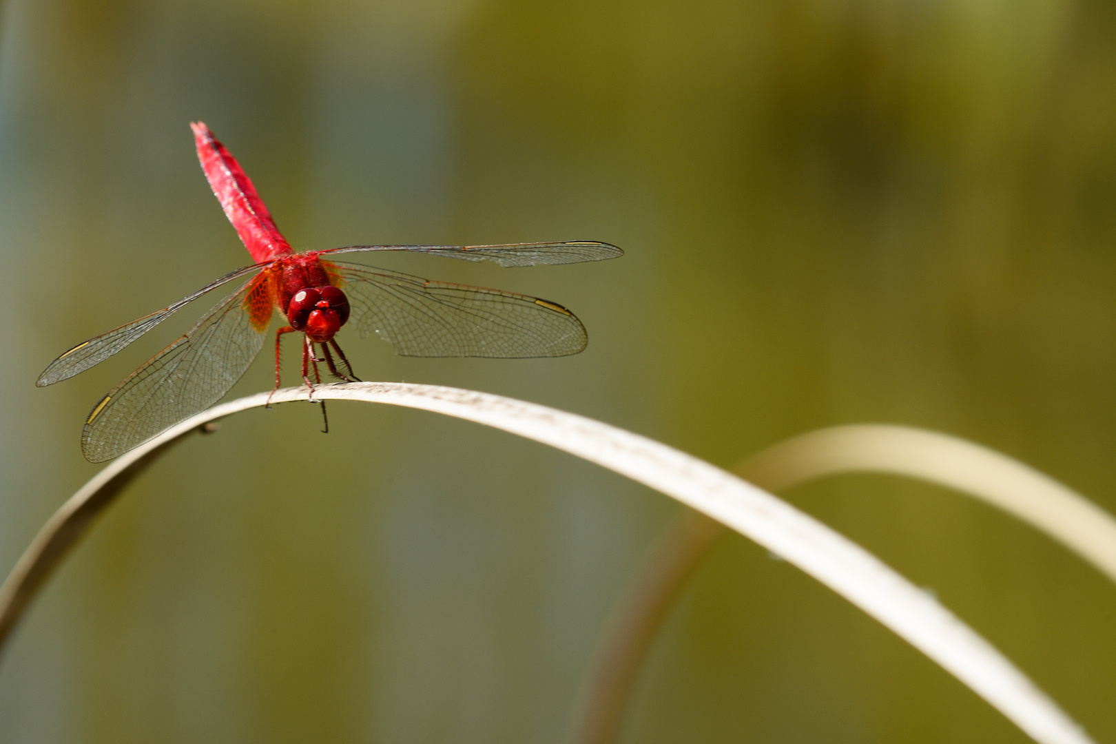 Red Dragonfly (Sympetrum darwinianu?)