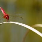 Red Dragonfly (Sympetrum darwinianu?)