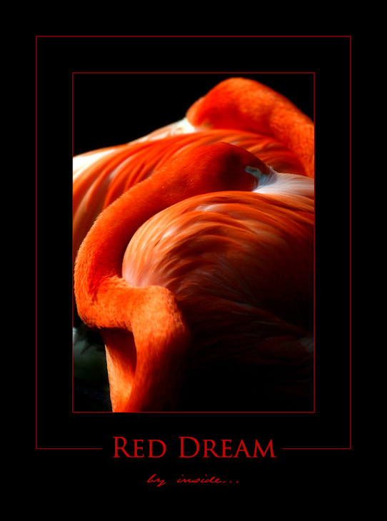 Red Dream