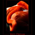 Red Dream