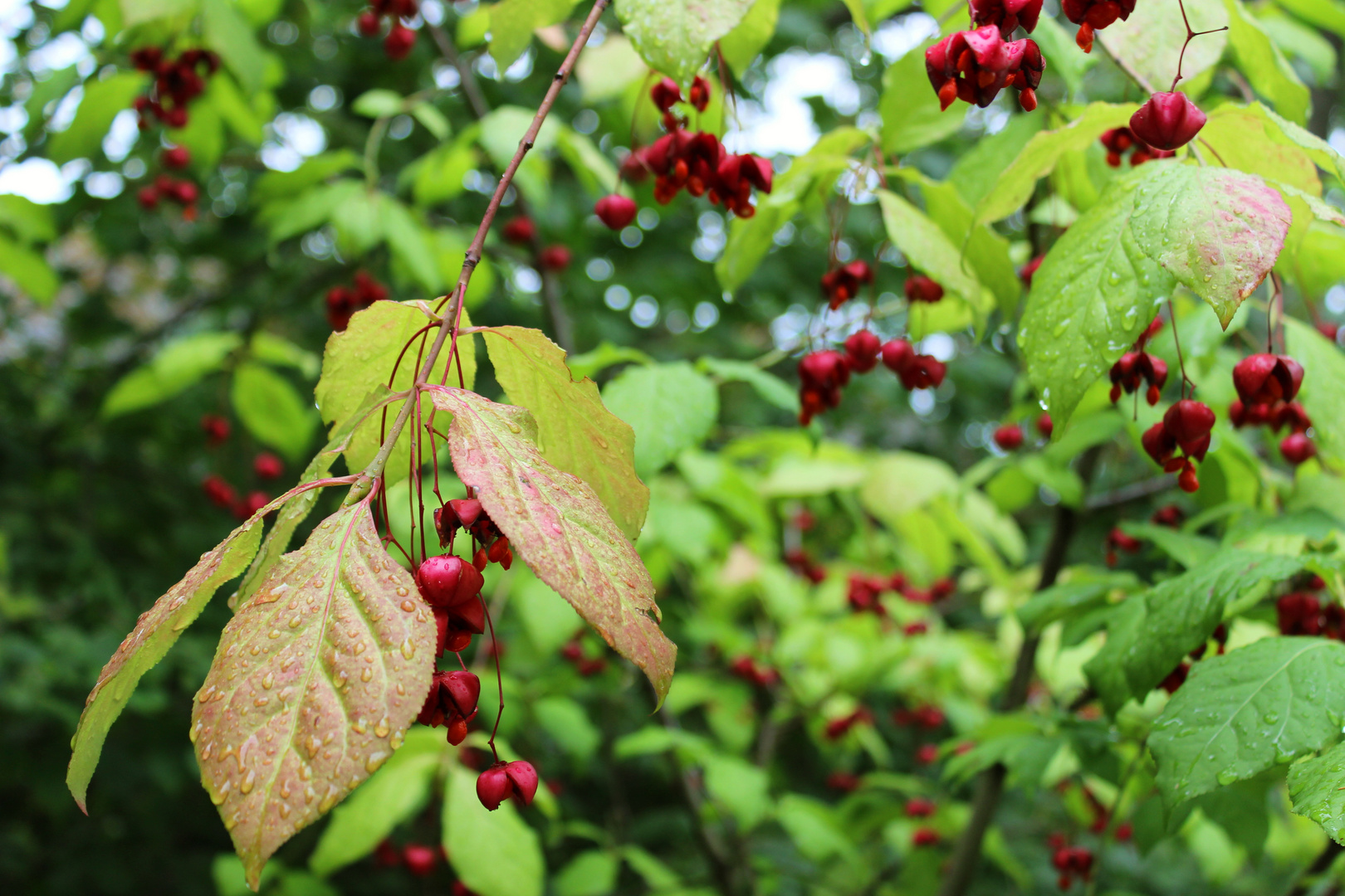 Red Drops