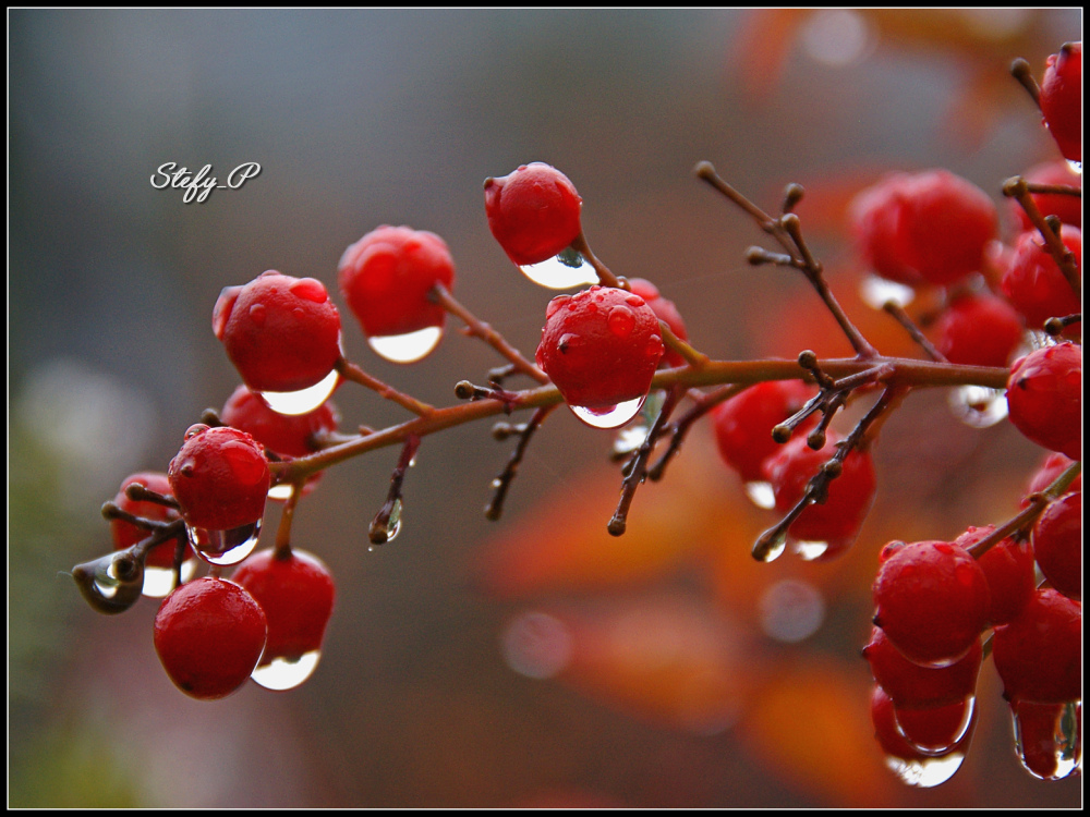 Red drops (reloaded)