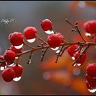 Red drops (reloaded)