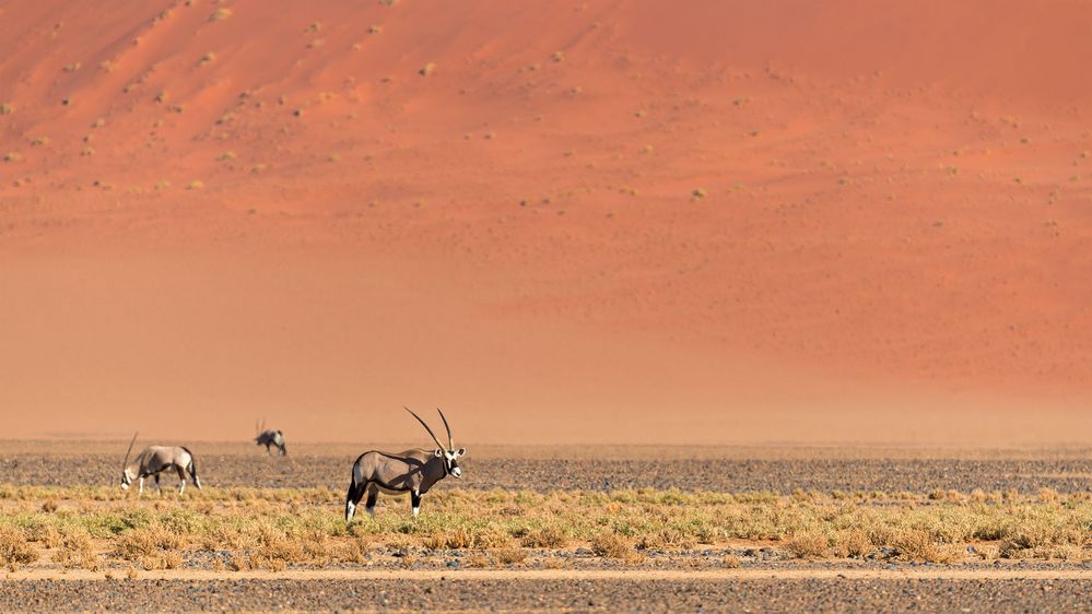 Red Dunes der Namib