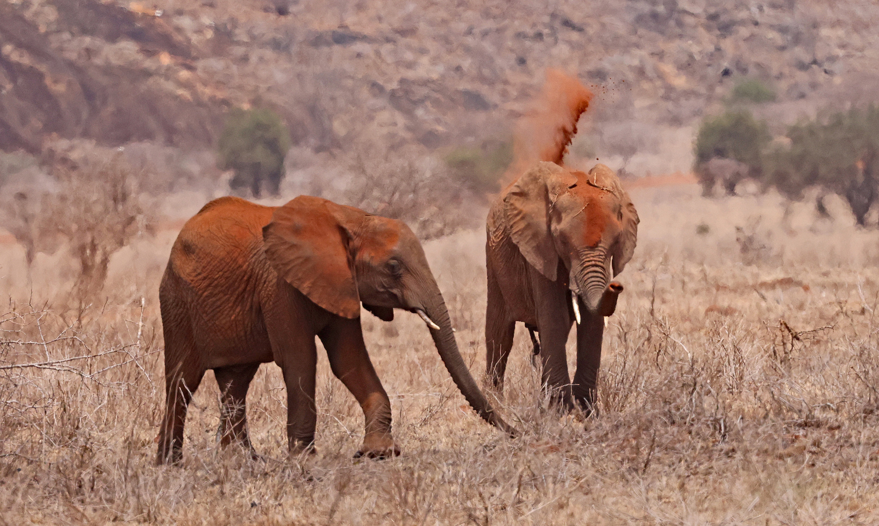 Red dust on elephants