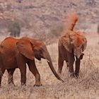 Red dust on elephants