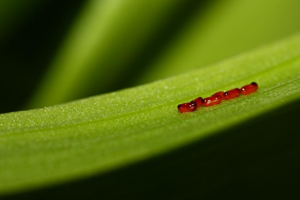 Red Eggs