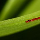 Red Eggs