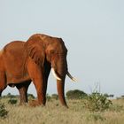 Red Elefant Tsavo Ost Nationalpark Kenya