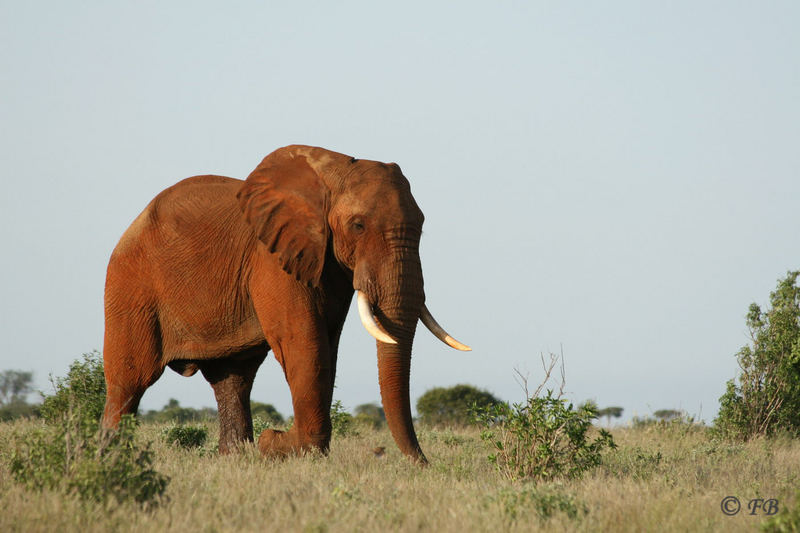 Red Elefant Tsavo Ost Nationalpark Kenya