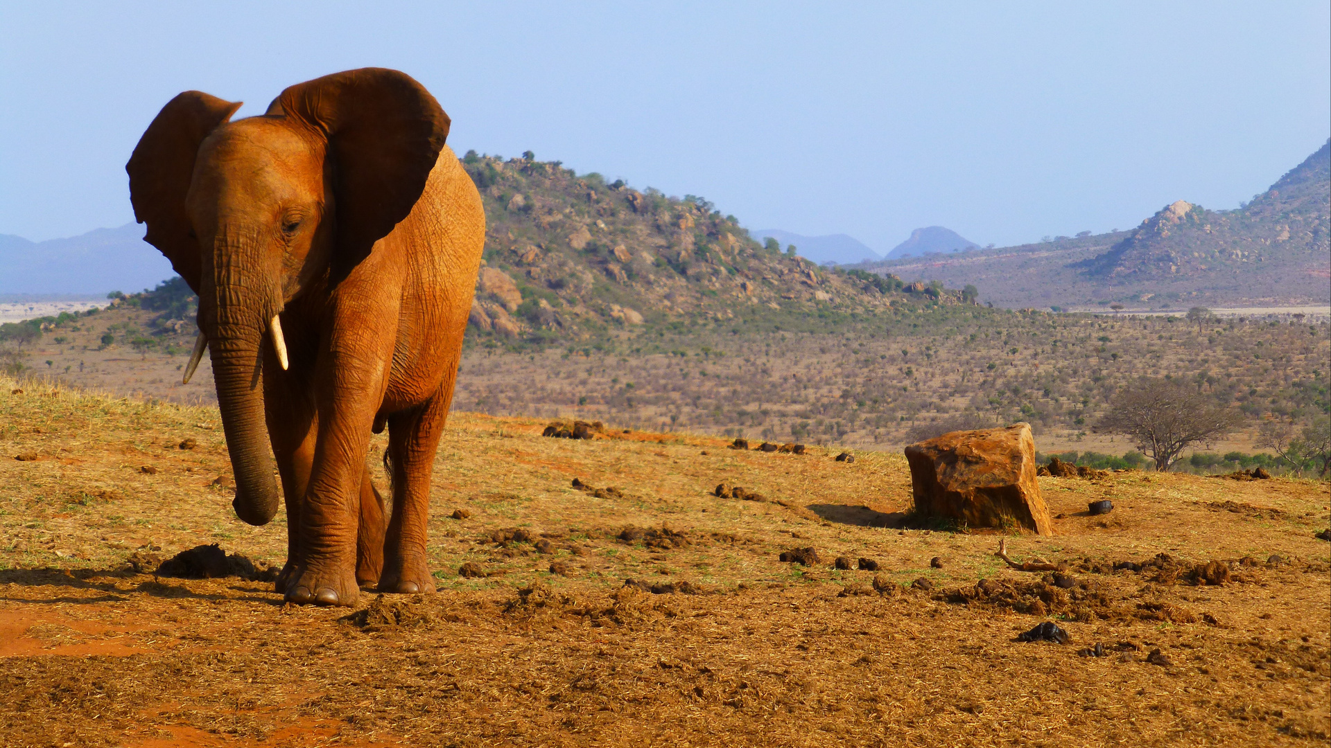 red elephant