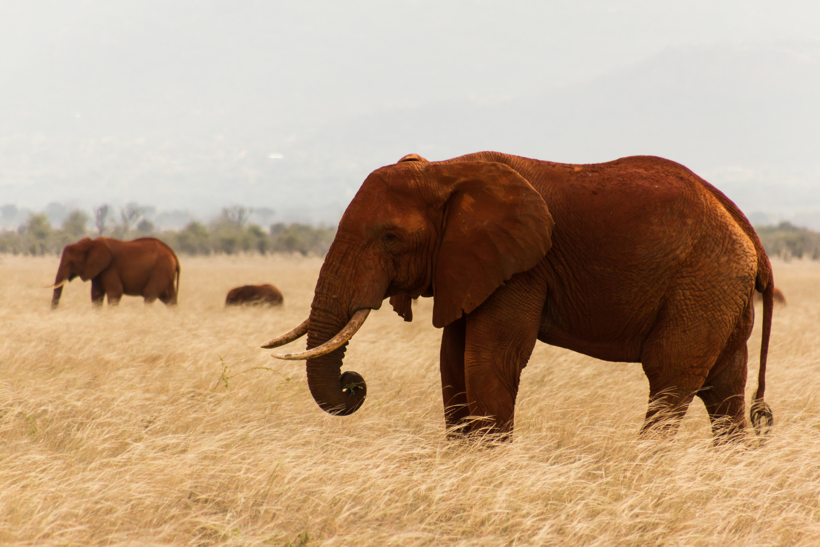 Red Elephant